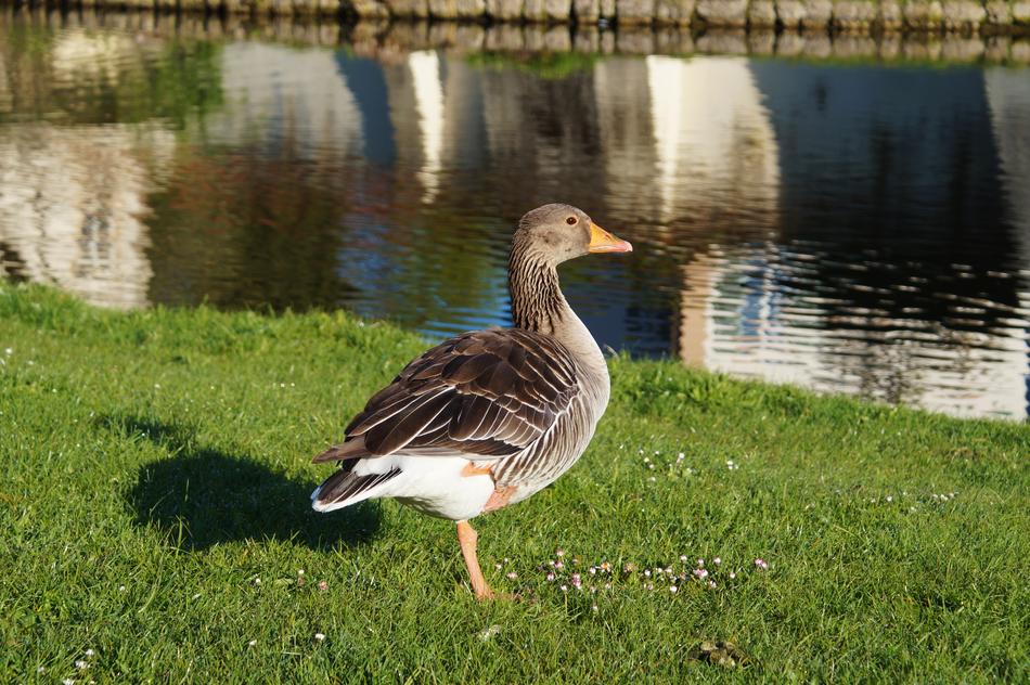 Bird Goose Wild