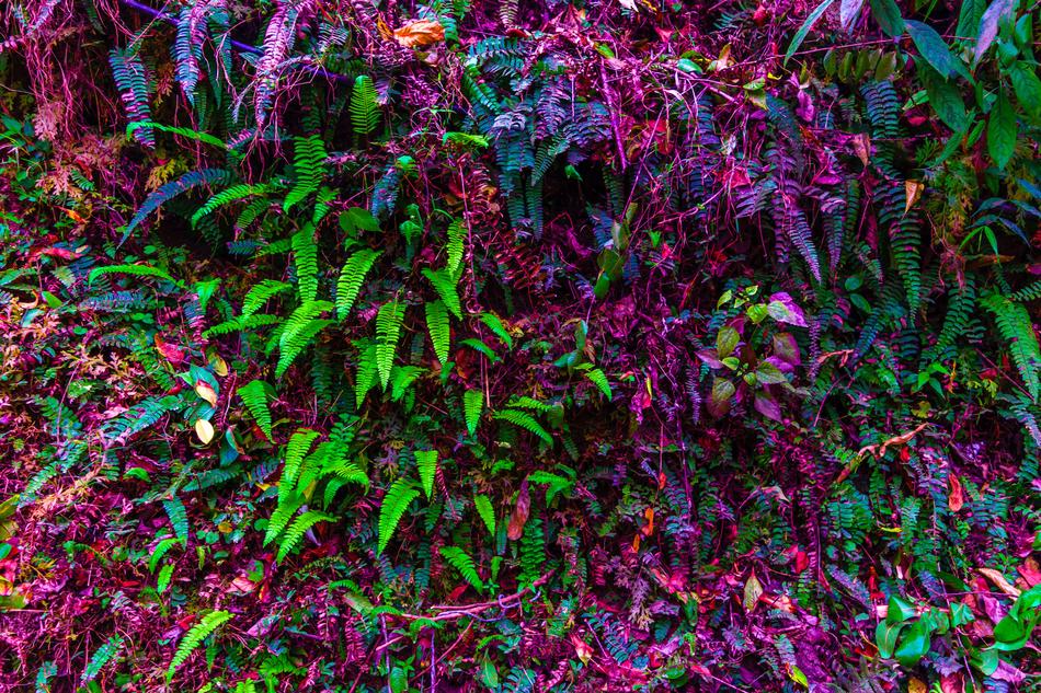 Hedge Forest Background