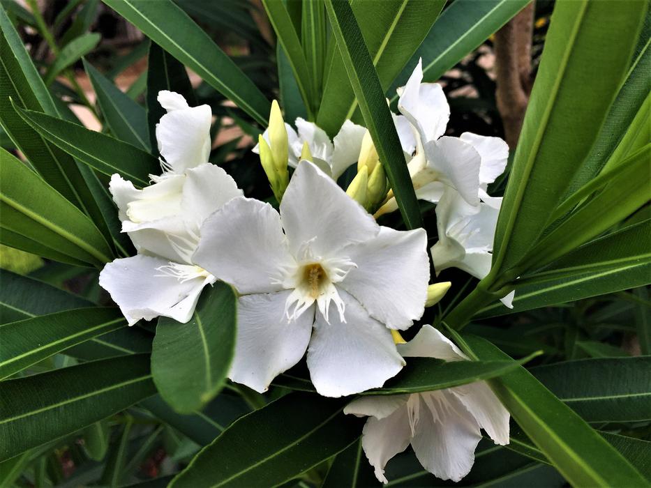 Flower White Green