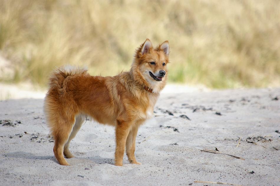 Dog Tip Nos