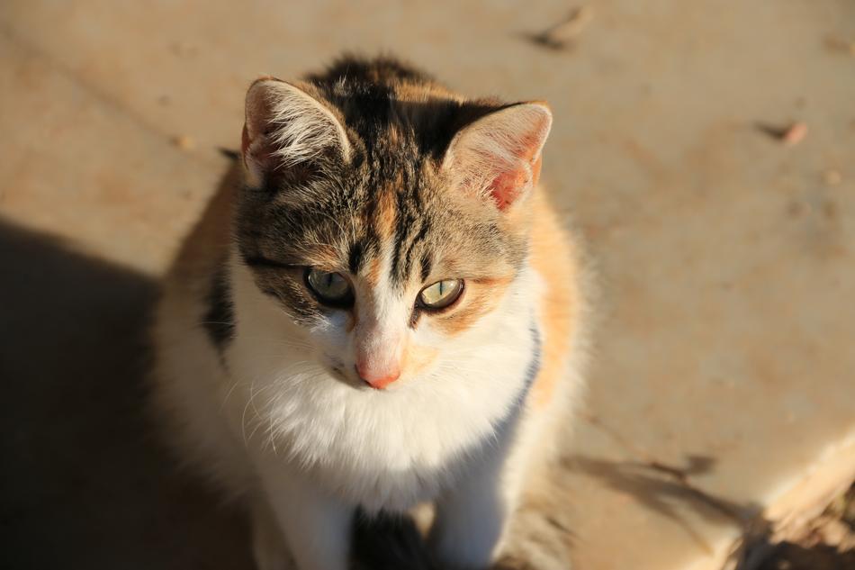Cat Animal Portrait
