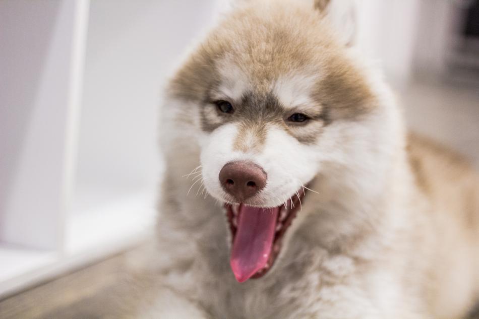 Dog Puppy Animal