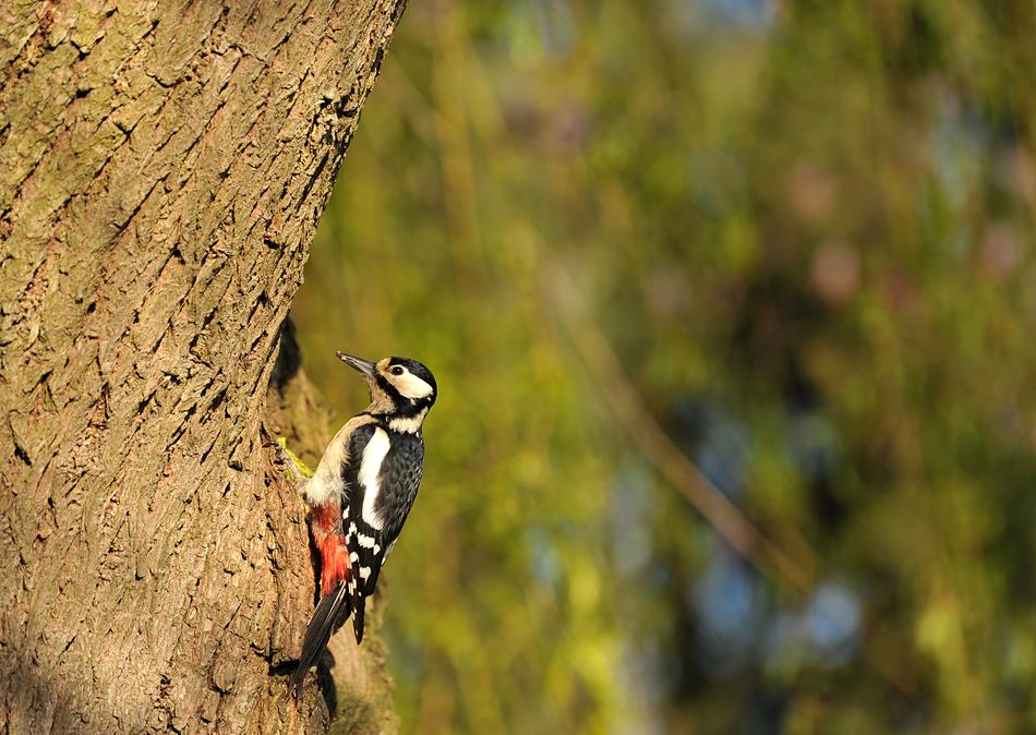 Woodpecker Great Spotted