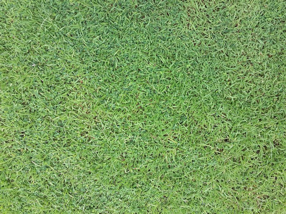 green field for sports