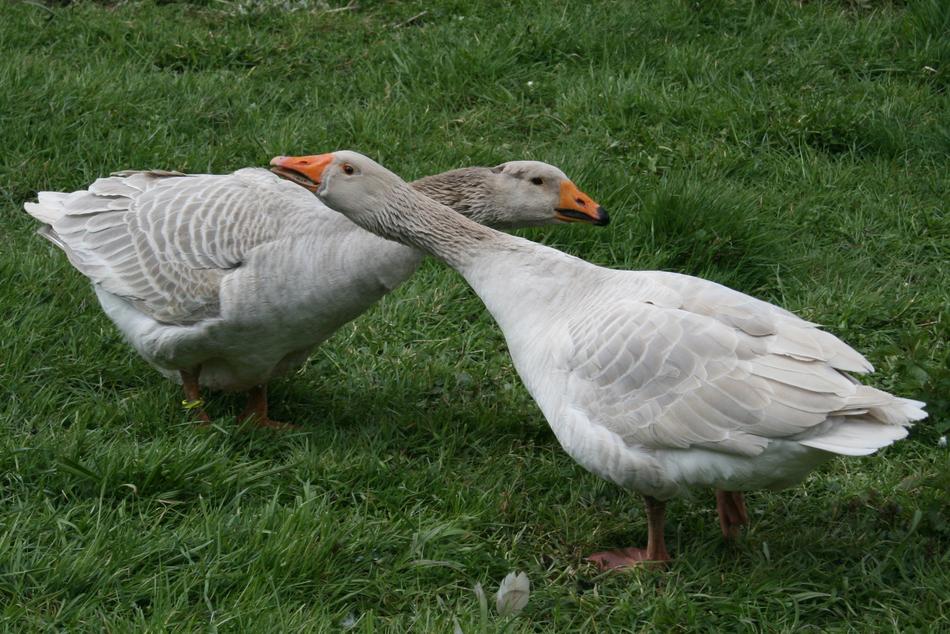 Steinbacher Fighting Goose Geese