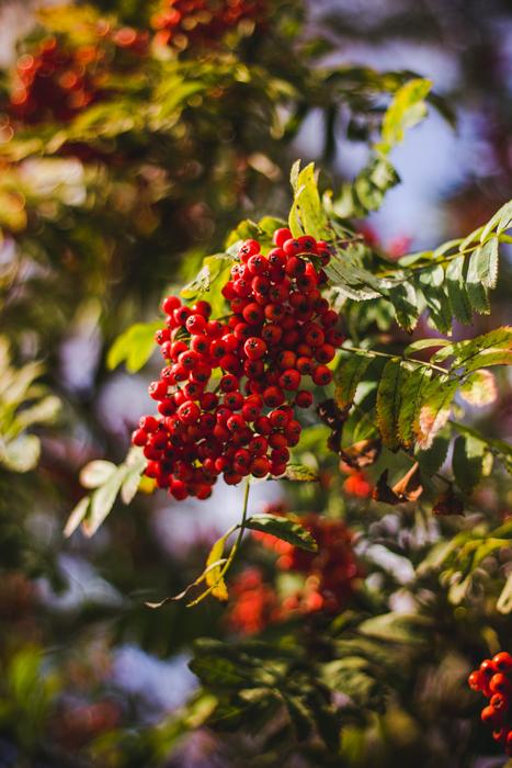 red berries on a branch beauty