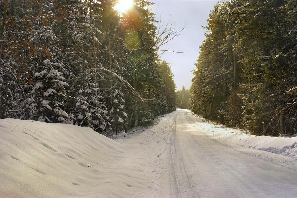 green forest in the snow on the road