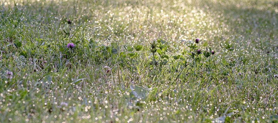 Grass Rosa Bliki at sunlight