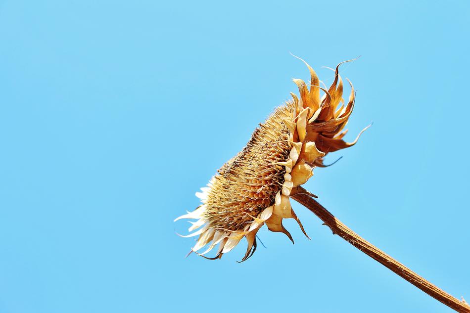 dry sunflower against the sky