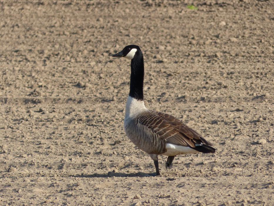 wild duck walking in the field