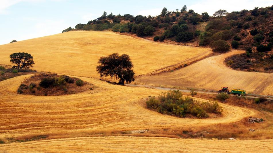 Spain field landscape yellow