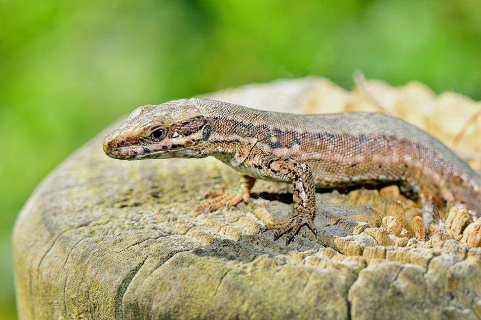 Lizard on wood stamp