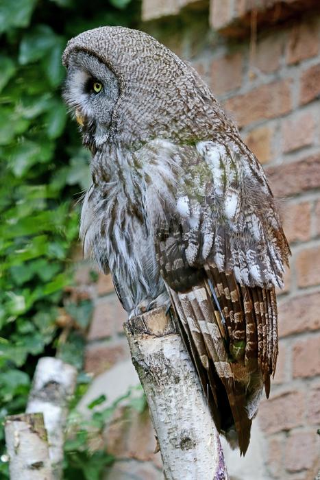 Owl Waldeule Bird