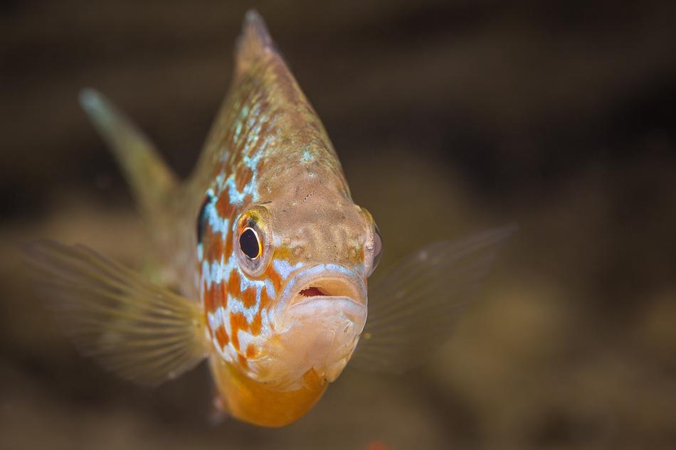 Gold Perch Fish Underwater