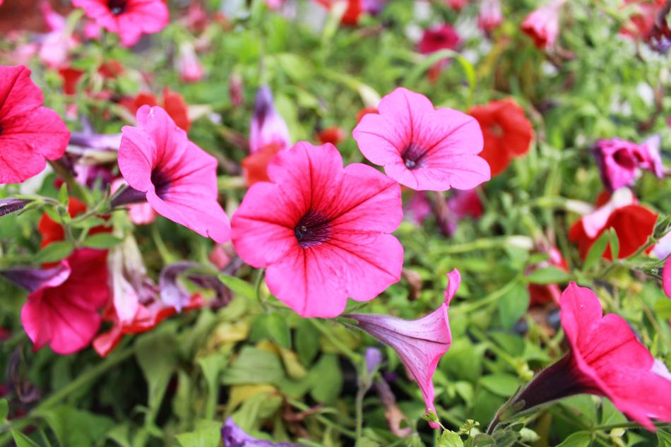 Flower Greens Summer