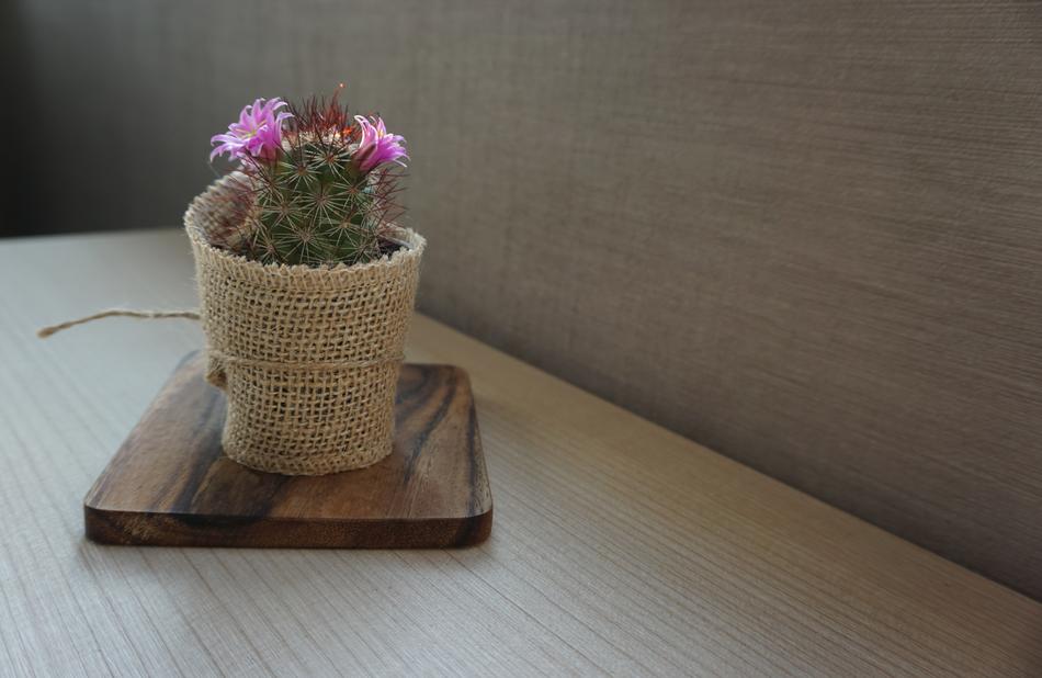 a pretty flower in a pot on the window