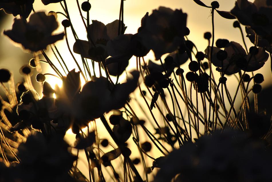Sun Flower Blossom