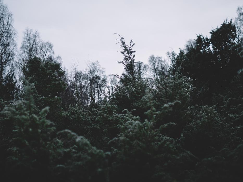 Dark Trees Plant