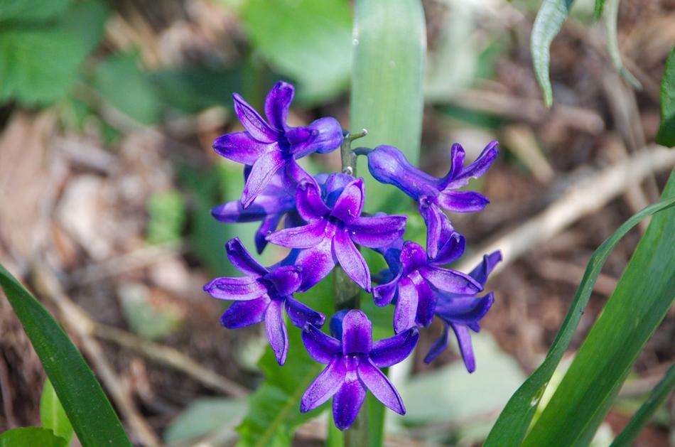 daffodil purple nature garden