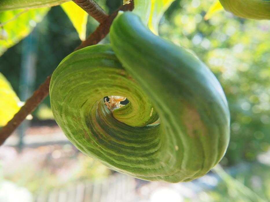 spiral cucumber