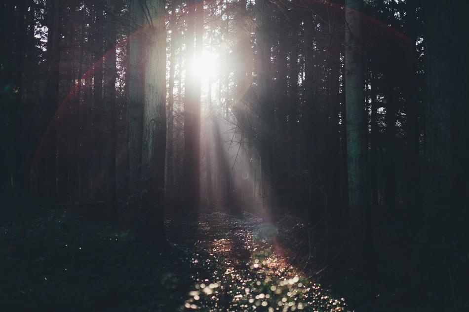 Trees Plant Sunlight