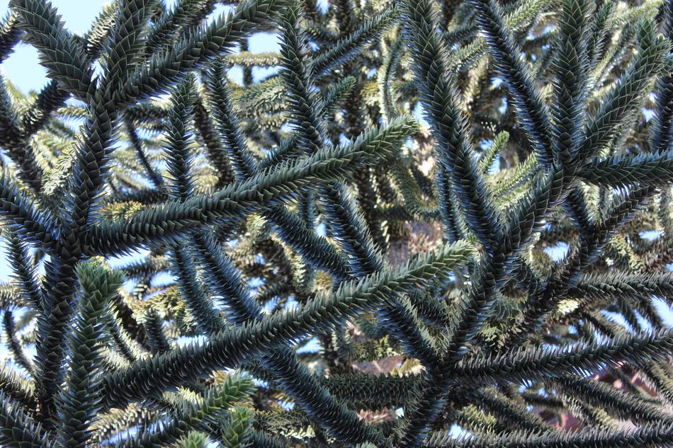 Macro Trees Natural branches