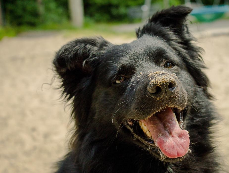 Dog Animal Nature