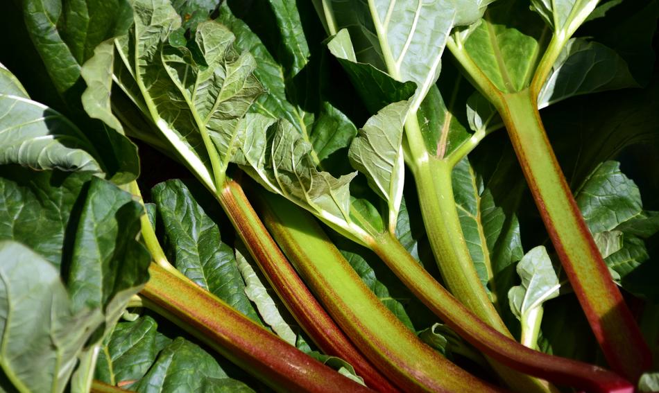 green long plants