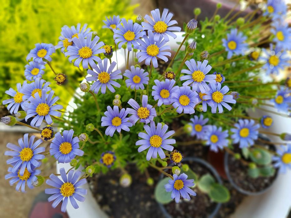 Purple Mini Potted Plant Flowers
