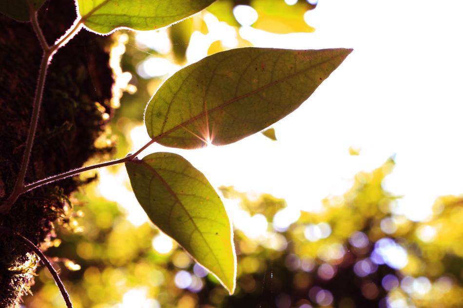 Green Leaves on Tree at the sunlight