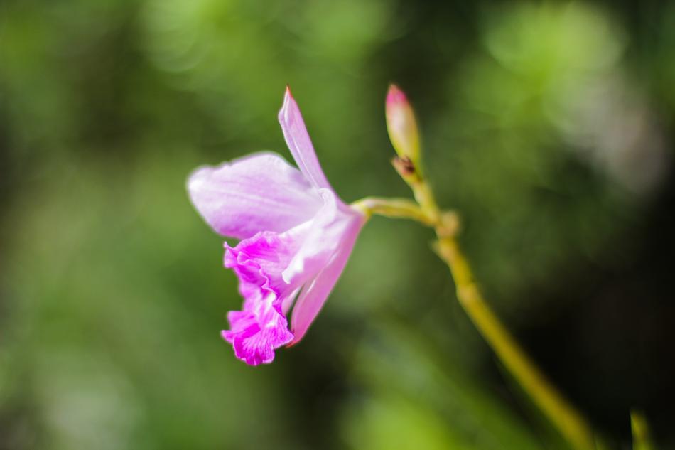 beautiful rose on the stem landscape