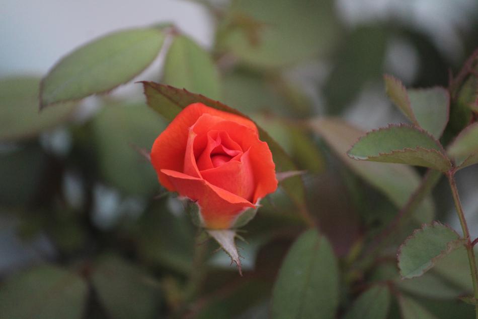 Orange Rose Bud Flower in the garden