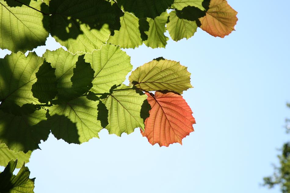 Leaf bush in Autumn