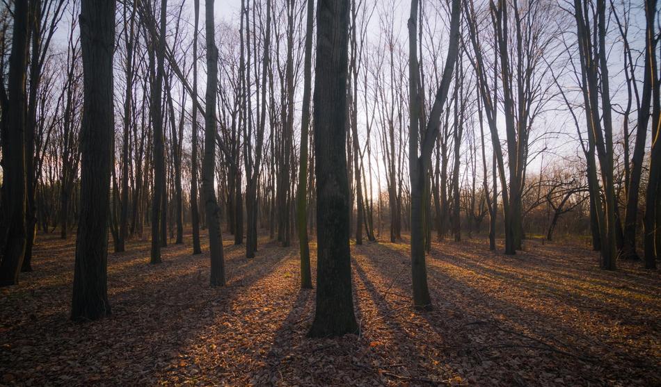 trees with shadows in the forest