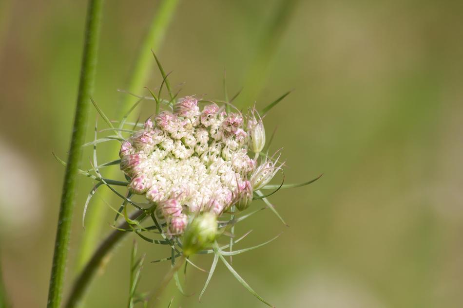 Meadows-Yarrow Achillea