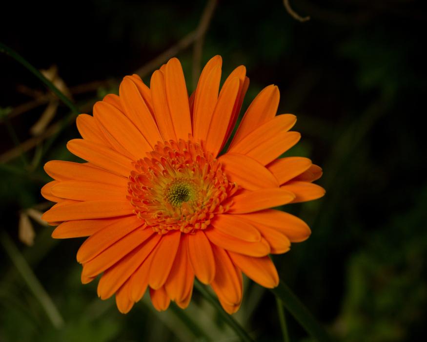 Orange Flower Daisy in botanical garden