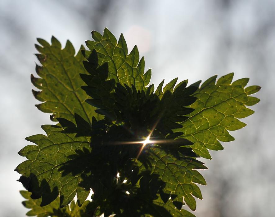 Sheet Sun Beam
