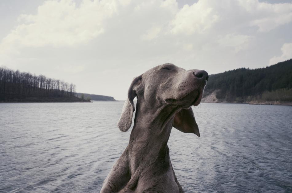 Weimaraner Breed Dog