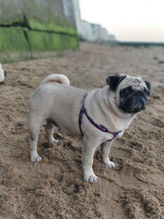 pug on sandy beach