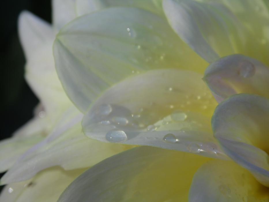 white flower petals in water