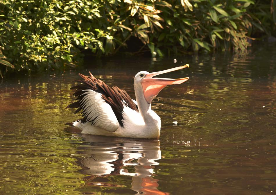 Pelikan Water Bird