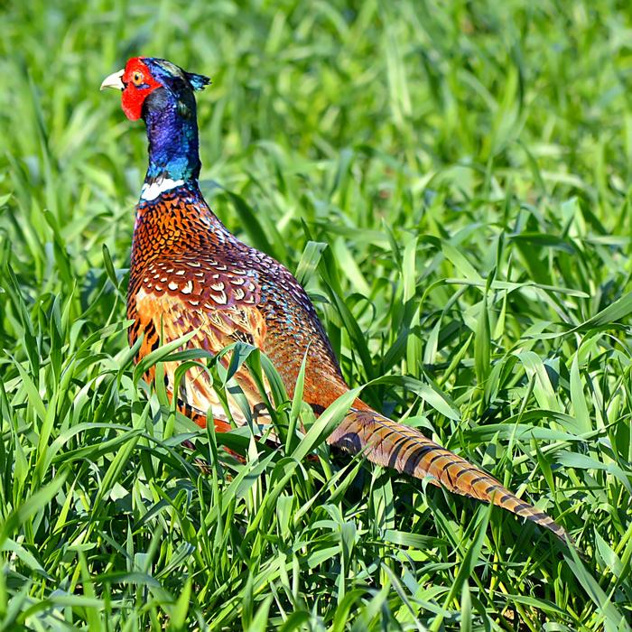 a colored bird in the green grass