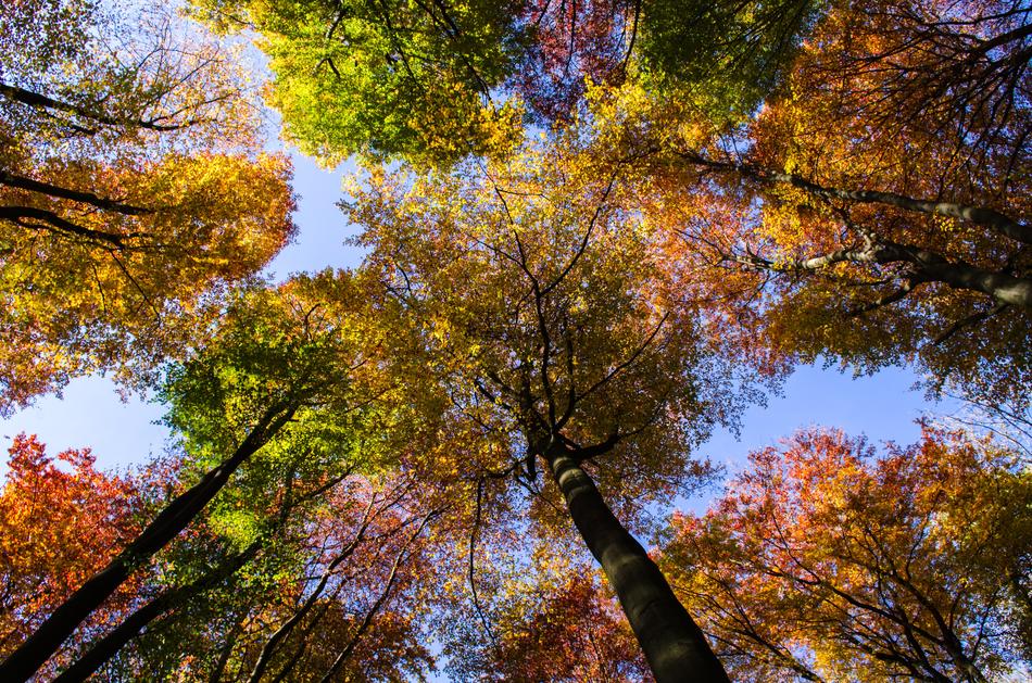 Forest Autumn Sky