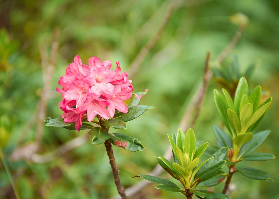 Flower Red Petal