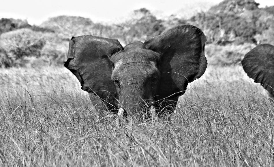 Mozambique elephant wildlife