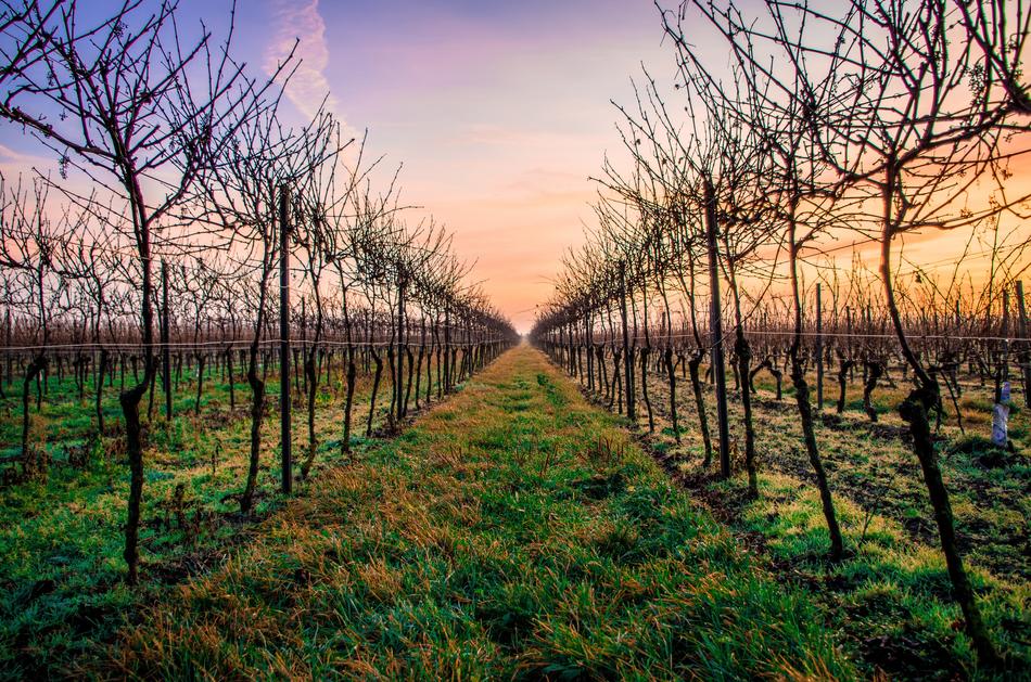 Green Grass Agriculture at sunset