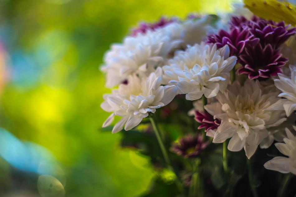 Flowers Of The Field