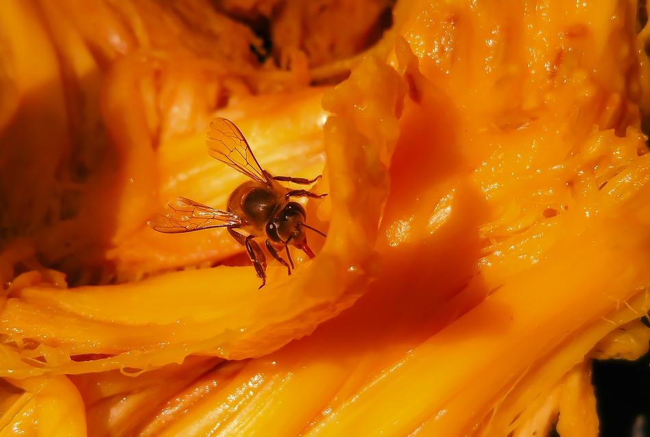 orange flower with a bee inside