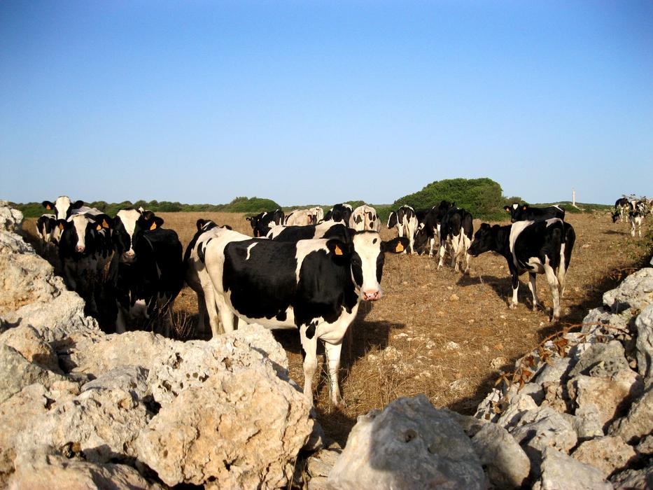 a herd of cows on a farm