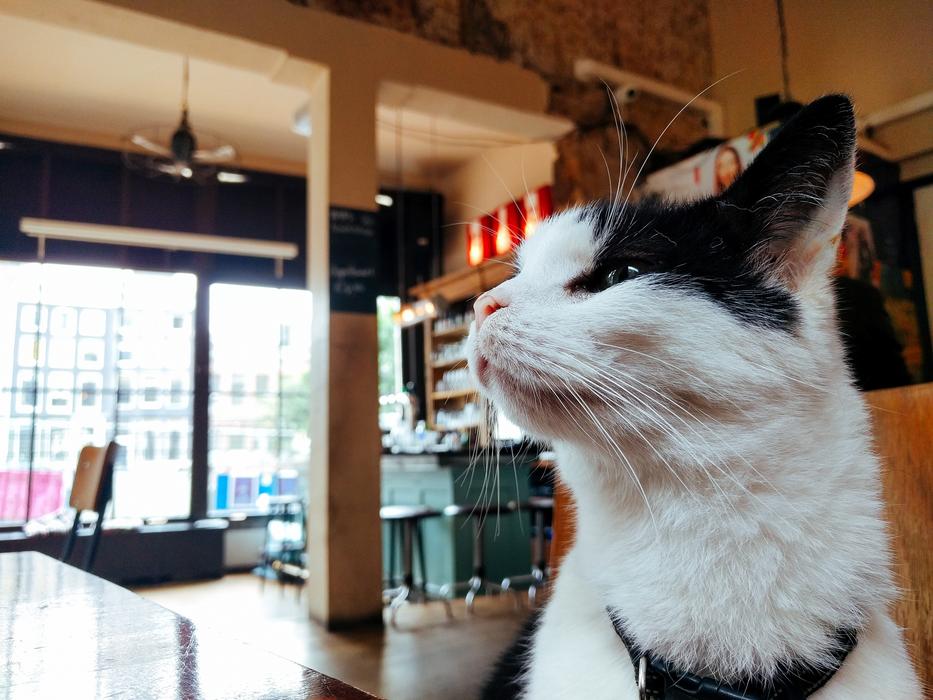Profile portrait of the cute and beautiful, white and black cat in the building